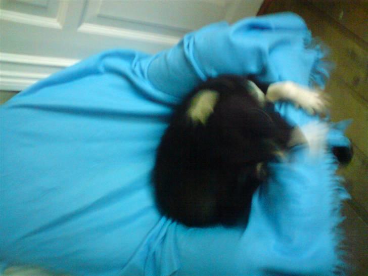 Amerikansk staffordshire terrier paco billede 3