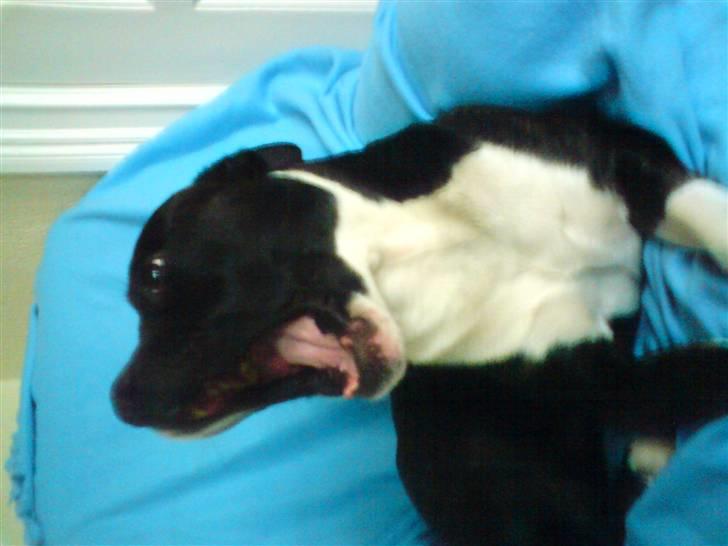 Amerikansk staffordshire terrier paco - godt nok ved at være træt nu =) billede 4