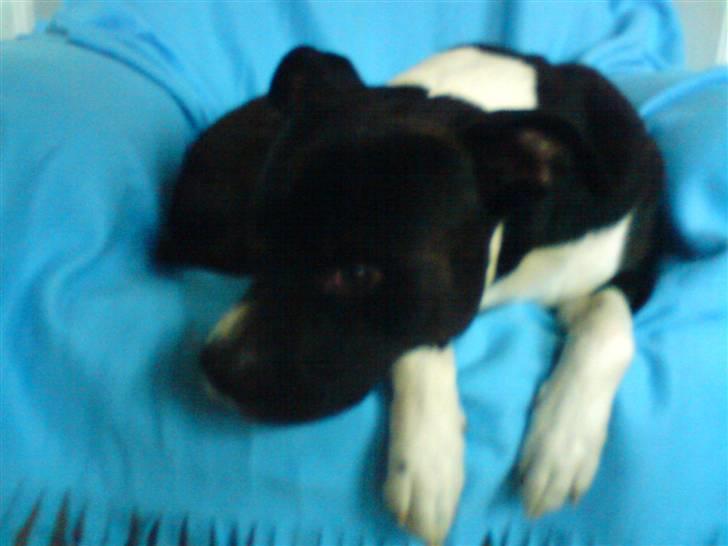 Amerikansk staffordshire terrier paco billede 5