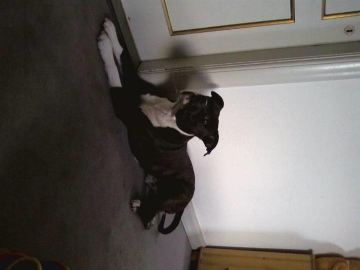 Amerikansk staffordshire terrier paco billede 6