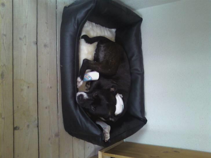 Amerikansk staffordshire terrier paco - intet bedre end mig seng!! billede 7