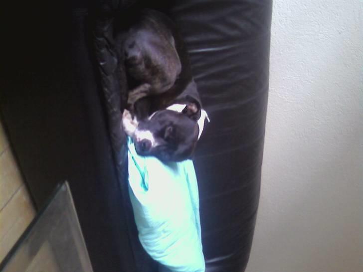 Amerikansk staffordshire terrier paco billede 8