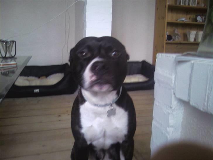 Amerikansk staffordshire terrier paco billede 9