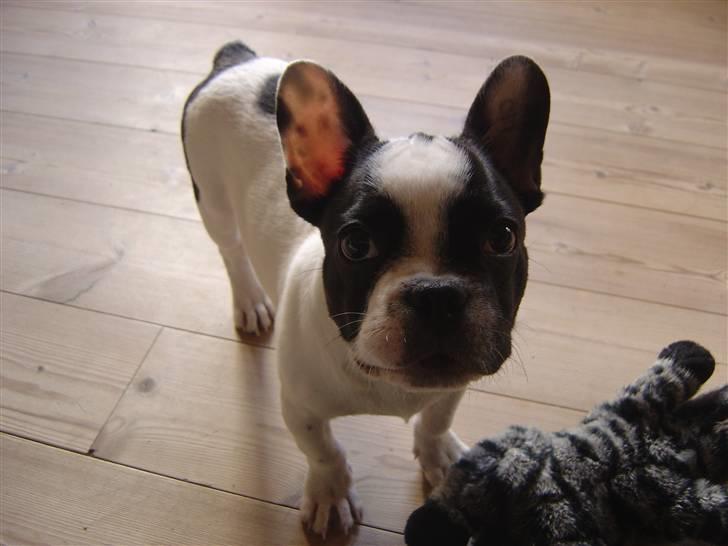 Fransk bulldog Elvis billede 5