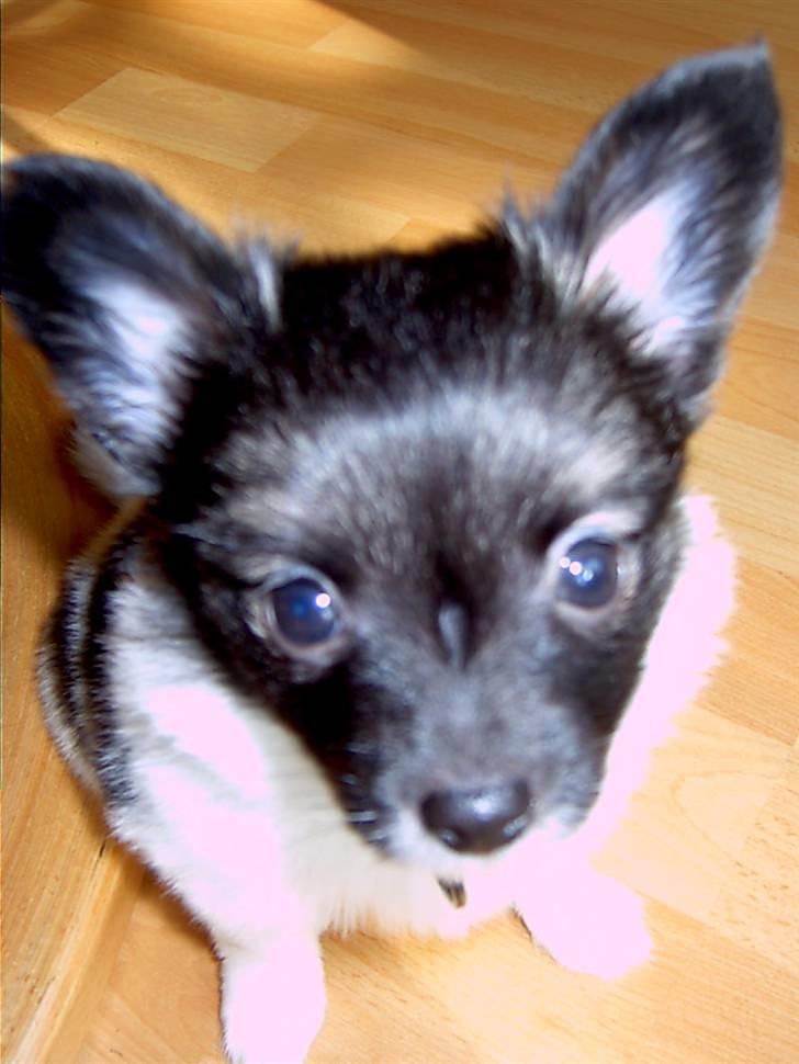 Papillon Chili - Hej og velkommen til min profil...  billede 1