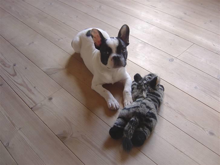 Fransk bulldog Elvis - Elvis og hans elskede bamse billede 6