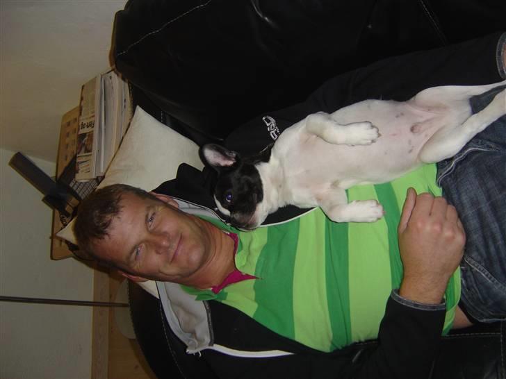 Fransk bulldog Elvis - Far og Elvis aften hygger billede 7