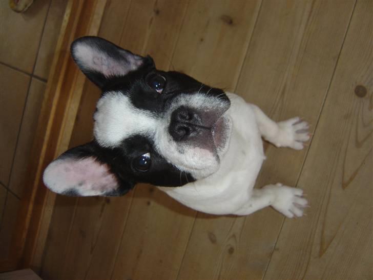 Fransk bulldog Elvis billede 8