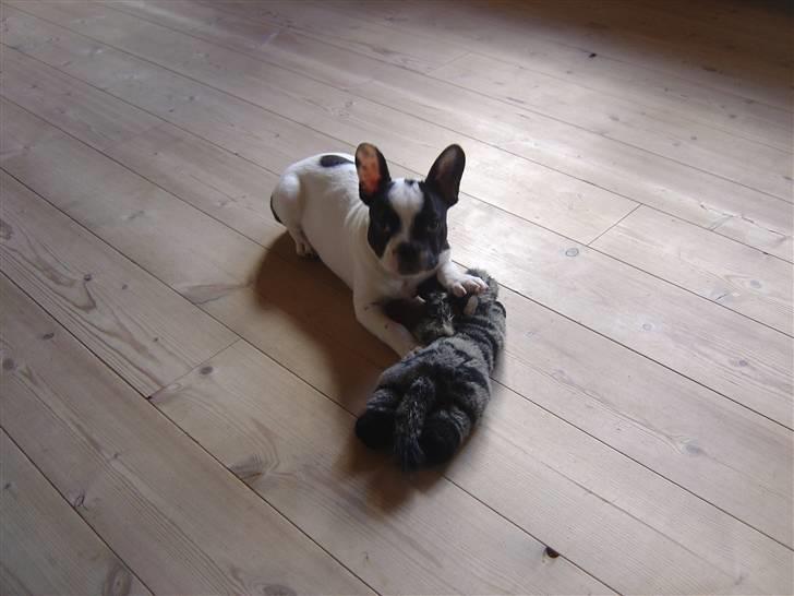 Fransk bulldog Elvis billede 9