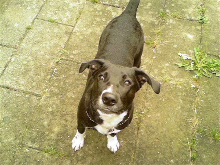 Blanding af racer King billede 1