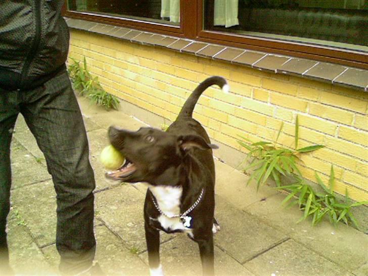 Blanding af racer King billede 2