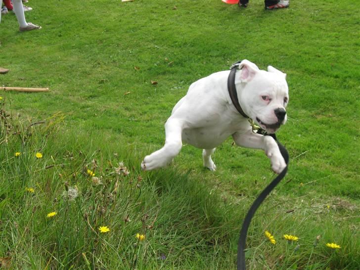 Amerikansk bulldog Simpson R.I.P  - tju hej hvor det går ...... billede 18