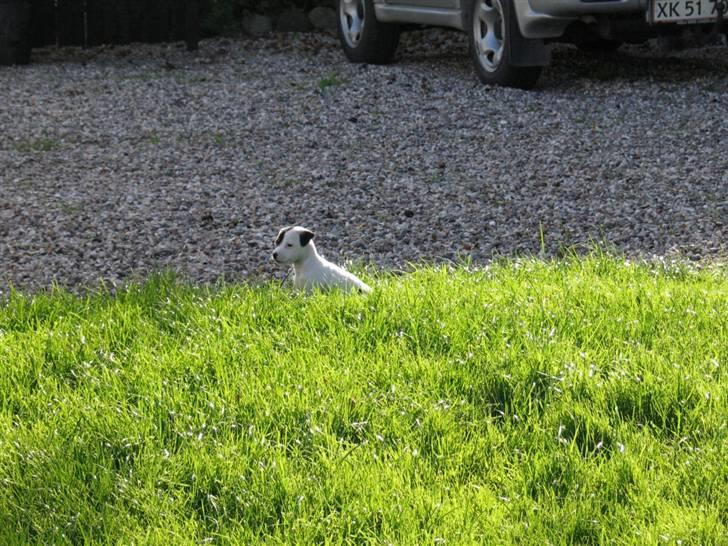 Jack russell terrier Bandit - Jeg holder vagt billede 1