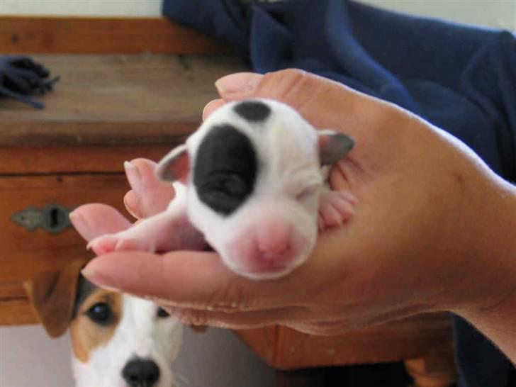 Jack russell terrier Bandit - det er dagen efter at jeg er født billede 2