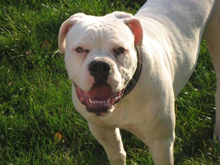 Amerikansk bulldog Simpson R.I.P  billede 19