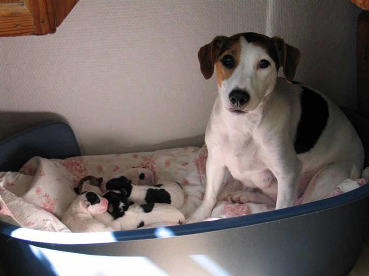 Jack russell terrier Bandit - Her ligger jeg sammen med mine søskne og min mor passer på os. billede 3