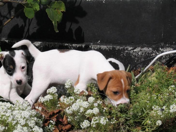 Jack russell terrier Bandit - mig og min søster billede 4
