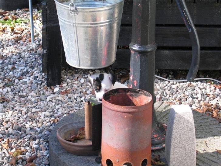 Jack russell terrier Bandit - det er en af de sidste dage inden jeg skal rejse hjem til min nye familie billede 5