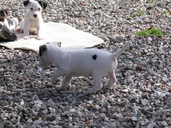 Jack russell terrier Bandit - Jeg har en lille sort plet på siden som med lidt god vilie kan ligne et hjerte billede 6