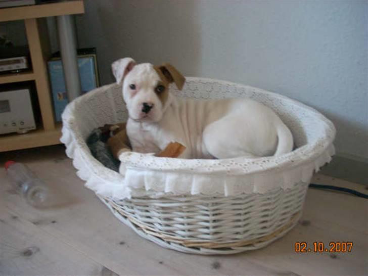 Amerikansk bulldog basse (RIP MIN SKAT) billede 5