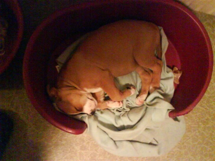 Blanding af racer trunte væk;'( - nyt hun er vokset lidt siden sidste uge billede 7