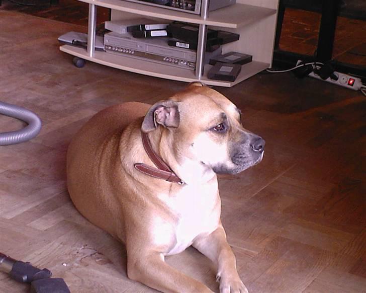 Dogo canario Bella - Er hun ikke bare smuk?  billede 1