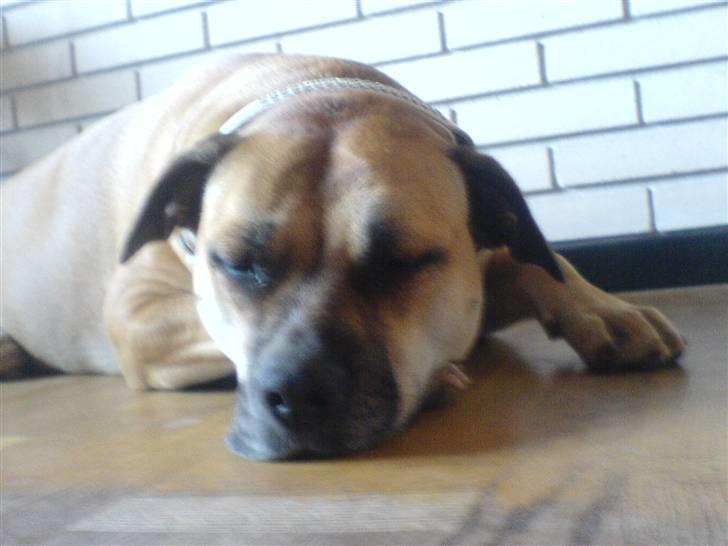 Dogo canario Bella - En træt Bella. Gaab billede 2