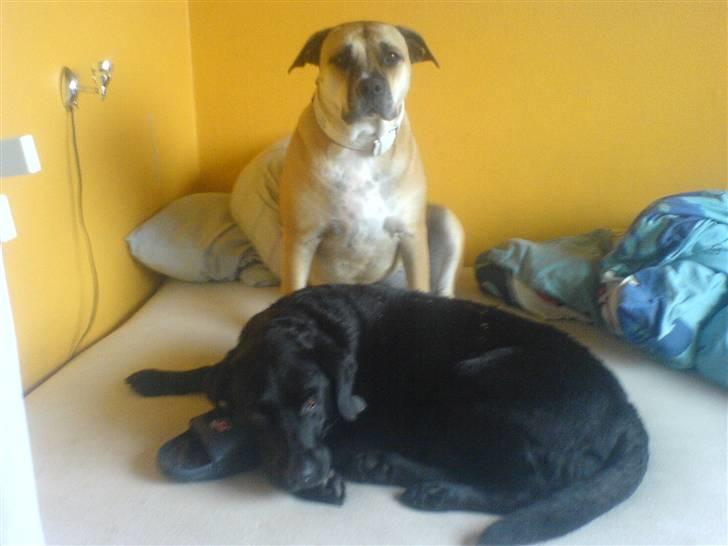 Dogo canario Bella - Mine dejlige hunde. billede 3