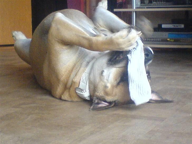 Dogo canario Bella - Endnu en ødelagt sok :p billede 4