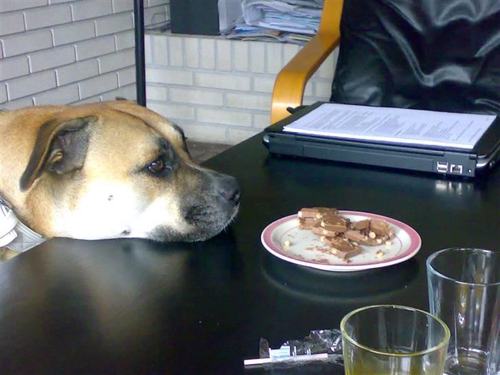 Dogo canario Bella - Kan jeg ikke bare få 1 stykke? billede 6