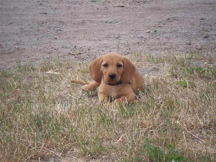 Basset fauve de bretagne Fenja 'RIP' billede 1