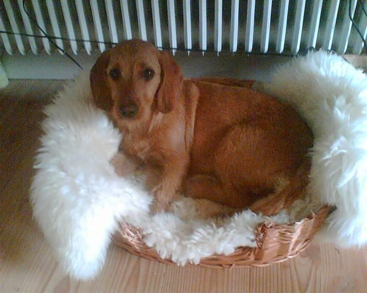 Basset fauve de bretagne Fenja 'RIP' billede 2