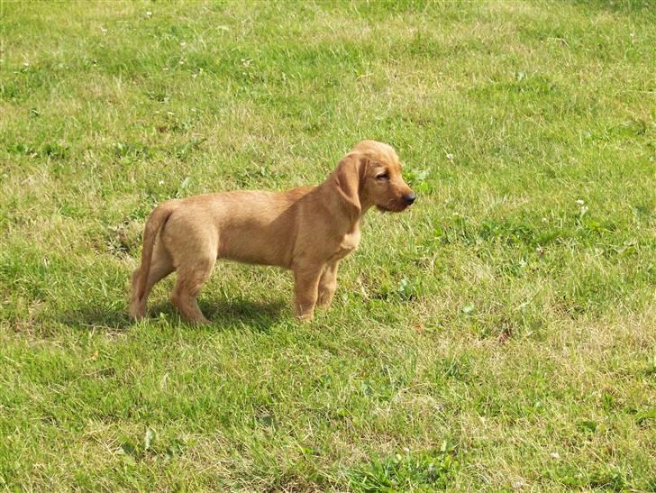 Basset fauve de bretagne Fenja 'RIP' billede 4