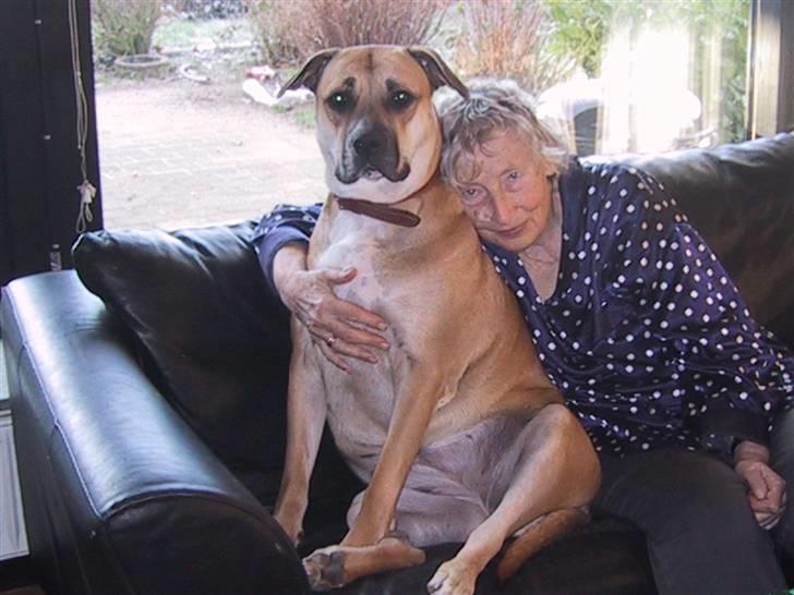 Dogo canario Bella - Mormor vil også altid kæle med mig. billede 7