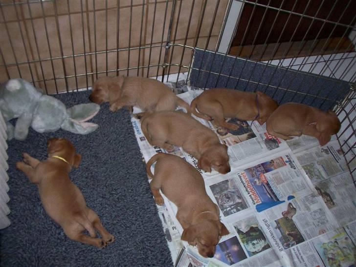 Basset fauve de bretagne Fenja 'RIP' - Hende med det gule halsbånd- Sammen med alle hendes søskende billede 6