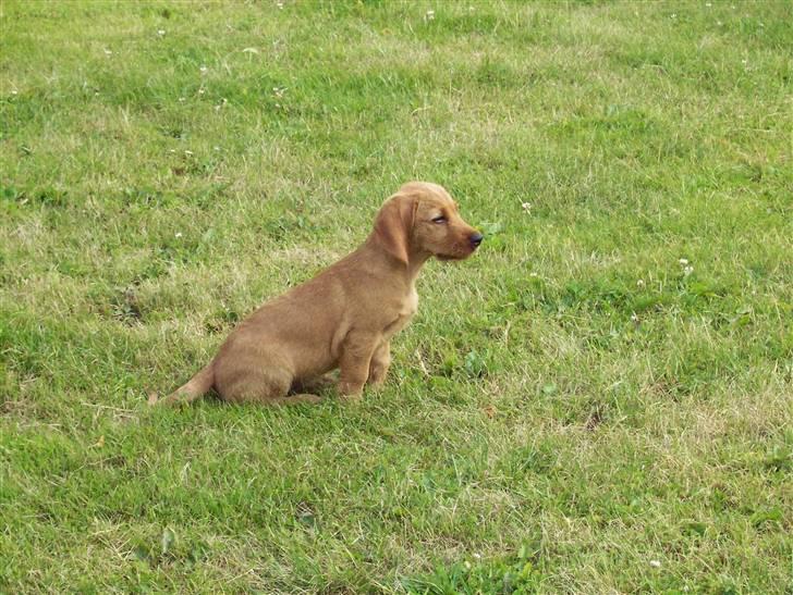 Basset fauve de bretagne Fenja 'RIP' billede 7