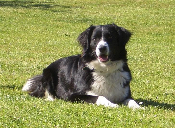 Blanding af racer Zenta billede 20