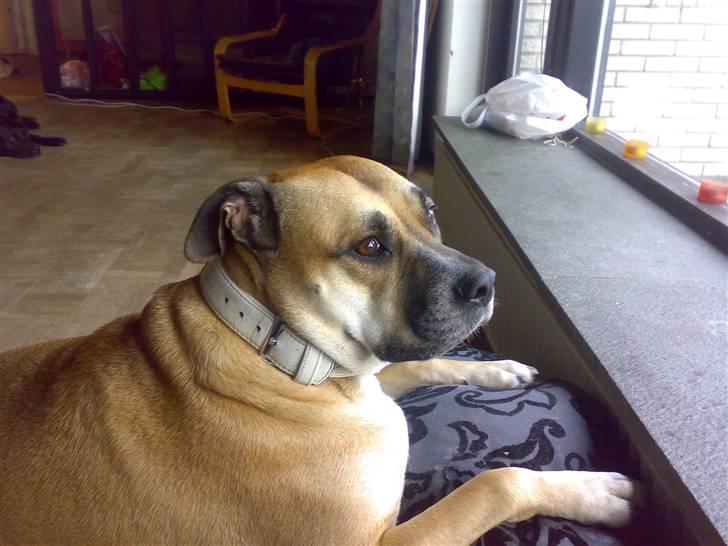 Dogo canario Bella - Hvorfor er jeg ikke med ude og lege? billede 8