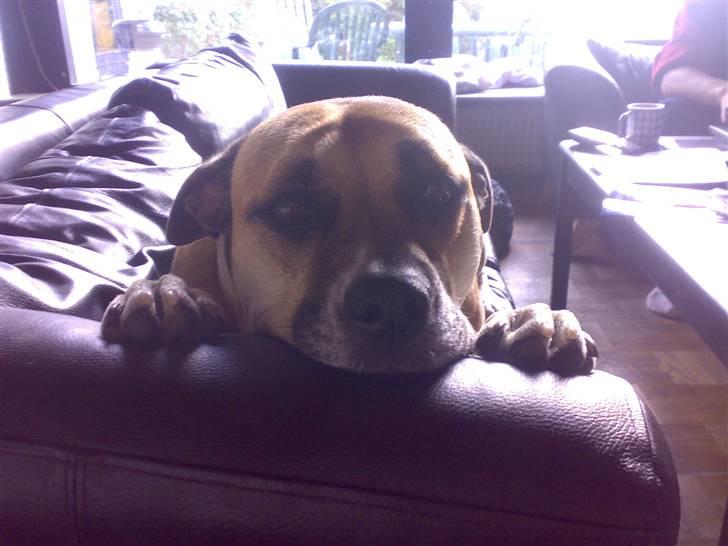 Dogo canario Bella - Dejlig sofa billede 9