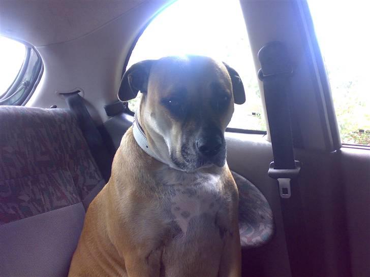 Dogo canario Bella - Bilen er ikke stor nok.  billede 10