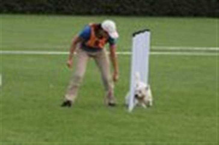 West highland white terrier Rolf billede 14