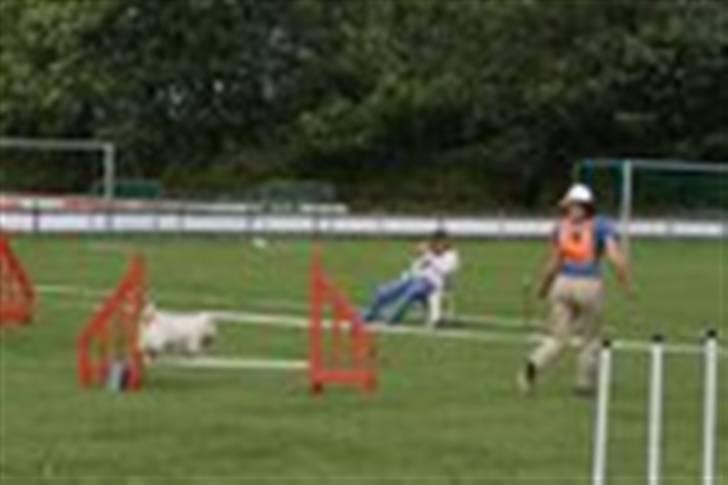 West highland white terrier Rolf billede 15