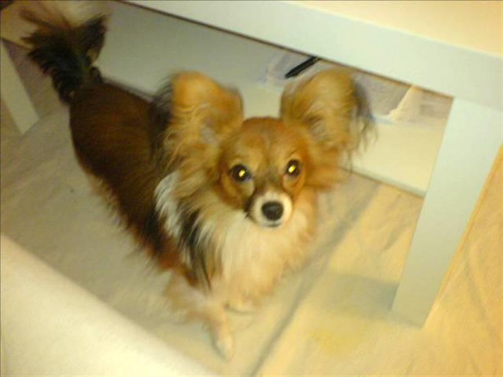 Papillon Dingo billede 1