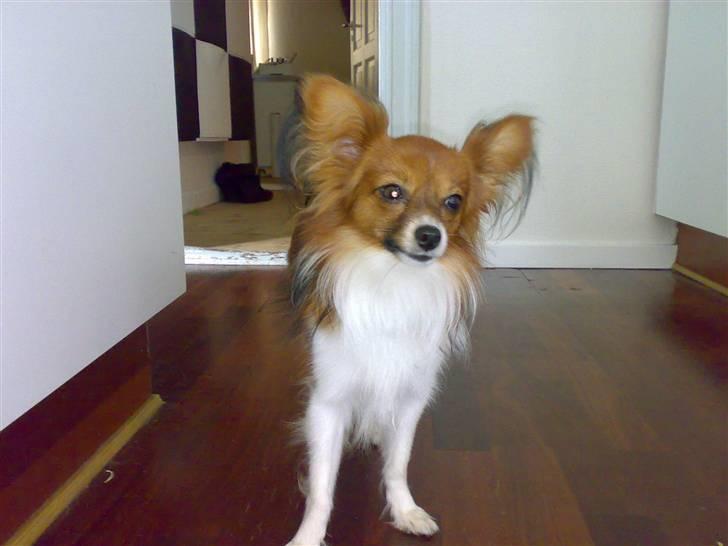 Papillon Dingo billede 2