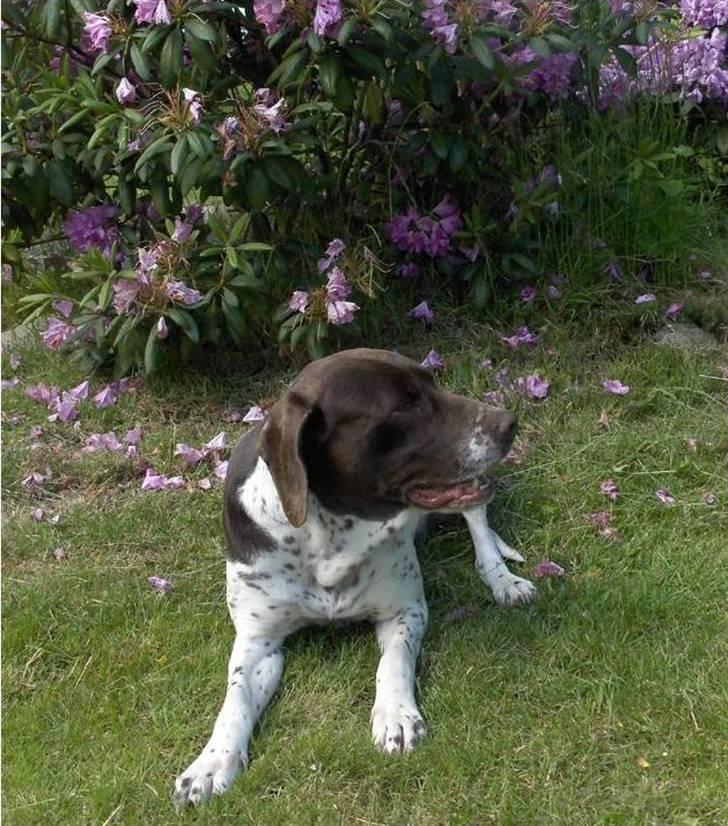 Gammel dansk hønsehund Bambi <33 - Bambi hygger sig <33 billede 1