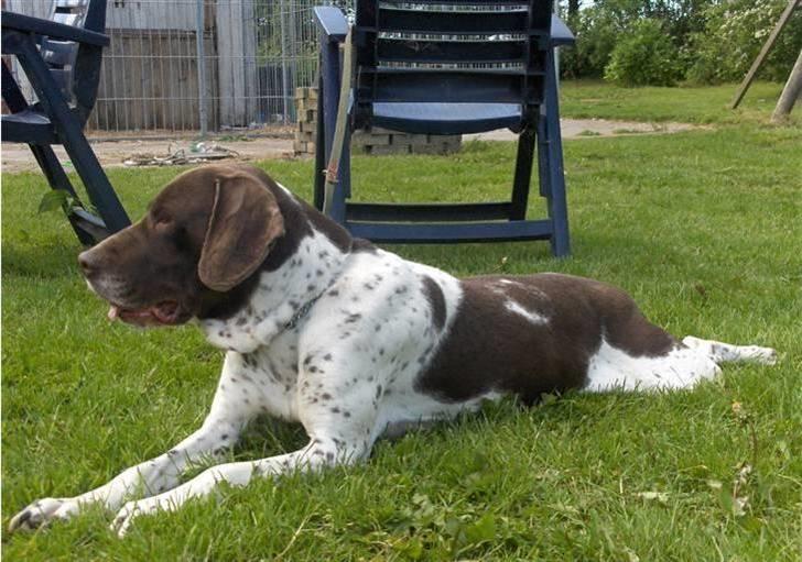 Gammel dansk hønsehund Bambi <33 - Lidt sjov måde at slappe af på :-P billede 2