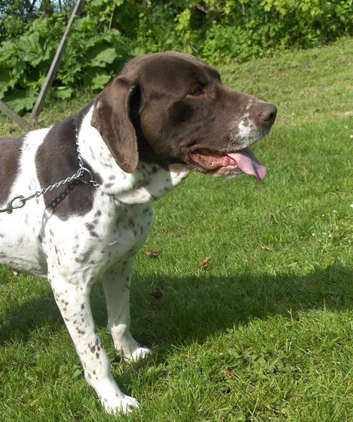 Gammel dansk hønsehund Bambi <33 - Halv bambi <33 billede 3