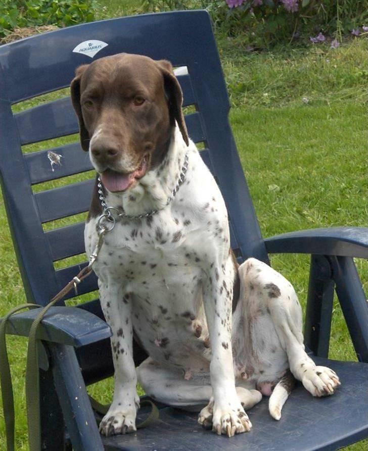 Gammel dansk hønsehund Bambi <33 - Bambi sidder på en dejlig stol :-P billede 4