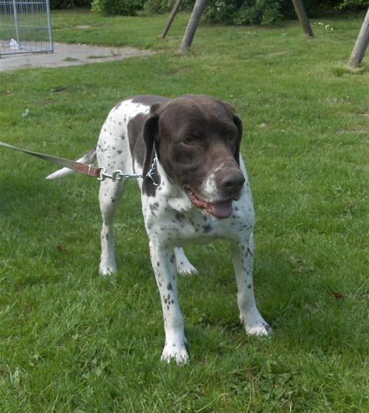 Gammel dansk hønsehund Bambi <33 - Læææækre Bambi!! billede 5