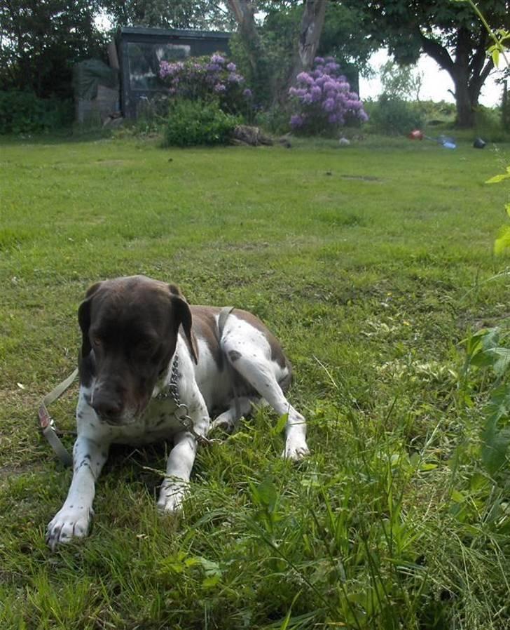 Gammel dansk hønsehund Bambi <33 - Slapper liiige lidt af!! billede 6